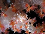Soft coral crab